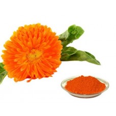 لوتئین